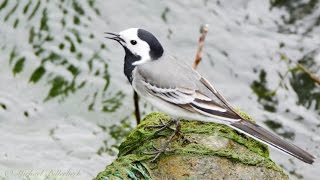 White Wagtail Motacilla alba  Bachstelze [upl. by Yhtomiht]