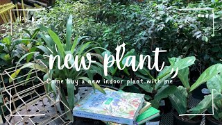 Plant shopping  Ficus lyrata bambino  Indoor plant [upl. by Elspeth]