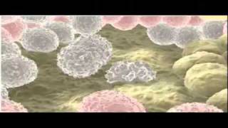 stem cell animationmp4flv [upl. by Hurwit]