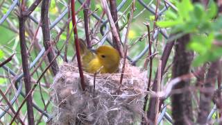 Yellow Warbler Building a Nest [upl. by Ziwot]