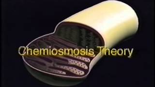 Mitochondria and ATP Synthesis [upl. by Sirref100]