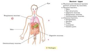 Human Defence Systems Against Pathogens  Health  Biology  FuseSchool [upl. by Grizelda]