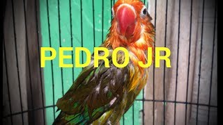 Seting Lovebird Paud Ngekek 2bulan 3mingguPEDROJRProses Pendidikan [upl. by Levins]