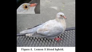 PigeonRingneck Dove HybridBlindCoo Sound [upl. by Glynn567]