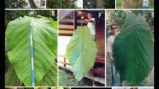 Nueva especie de Árbol Gigante descubierta en el amazonas coccoloba gigantifolia [upl. by Macur786]