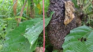 Amazing Catch Little Bee Honey For The First Time 🐝🐝 [upl. by Attebasile105]