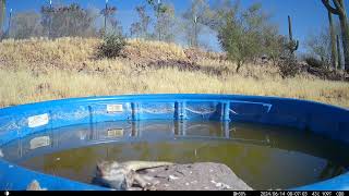 Chuckwalla  the show off pushup lizard chuckwalla lizard caughtontrailcam [upl. by Adilem]