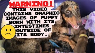 Puppy born with its intestines outside Dachshund gave birth  Emergency Vet Surgery [upl. by Dickie157]