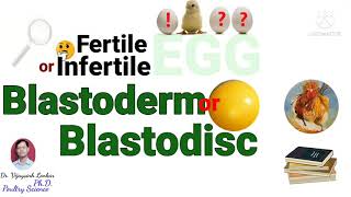 How to Differentiate Fertile amp Infertile Egg Blastodisc or Blastoderm [upl. by Karlis860]