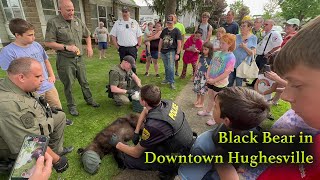 Black Bear in Downtown Hughesville [upl. by Irvine860]