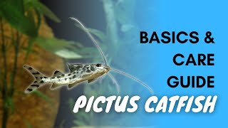 Pictus Catfish Basics And Care [upl. by Eniarral]