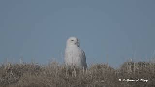 Snowy Owl Outside Utqiagvik Alaska June 20 2024 [upl. by Aidole]