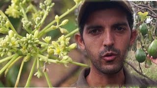 Intensa floración después del anillado del aguacatero [upl. by Ecnal]