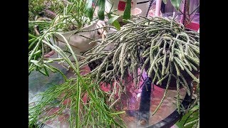 Rhipsalis Care amp Easy Propagation [upl. by Reifel222]