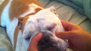 How to fix cherry eye in English bulldogs [upl. by Daryl]