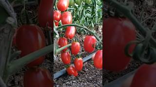 Harvest Farm tomatoes 🍅 🍅 [upl. by Karyl437]