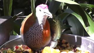 Superb Fruit Dove Australia Ptilinopus superbus 3 of 24 [upl. by Perloff]