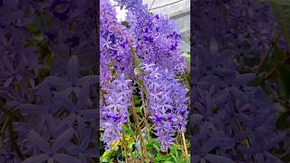 Petrea Volubilis shorts flowers plants satysfying gardening garden plantas [upl. by Thaine]