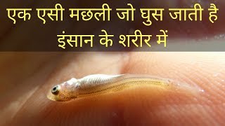 एक एसी मछली जो घुस जाती है इंसान के शरीर में Dangerous Candiru Fish [upl. by Kire]