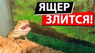 БОРОДАТАЯ АГАМА ЗЛИТСЯ ЗЛОЙ ЯЩЕР АТАКУЕТ [upl. by Yam229]