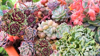 Hens amp Chicks Topsy Turvy Supreme  VLOG 65 Succulents amp Coffee w Liz [upl. by Dibru]