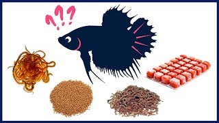 What Is the Best Food for Betta Fish [upl. by Heda788]