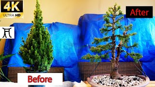 How to make bonsai 🌲 White spruce Picea glauca conica 🎄 From Christmas tree la bonsai [upl. by Reldnahc]