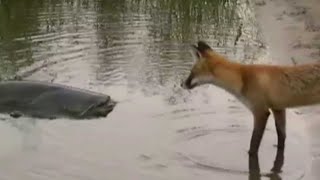 CATFISH VS FOX by Catfish World [upl. by Leipzig285]