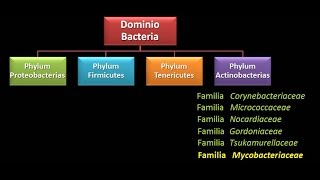 Dominio Bacteria Phylum Actinobacteria 5  Familia Mycobacteriaceae [upl. by Barden]