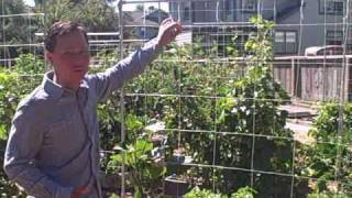 Growing Pumpkins Vertically up a Nylon String Trellis at Future Farms [upl. by Debra840]