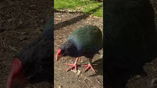 When a takahe acts like a pet cute newzealandadventures takahe newzealandnature [upl. by Bronwyn]