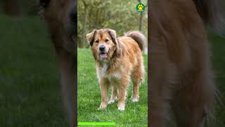 Golden Retriever X German Shepherd The Cutest Mix Breed Dog pawsomedogs [upl. by Eibrik]