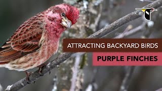 Attracting Backyard Birds Purple Finches [upl. by Alesig]