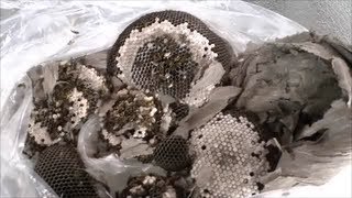 How To Safely Remove A Wasp Nest [upl. by Chiquia]