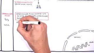 Overview of Fluid and Electrolyte Physiology Fluid Compartment [upl. by Osman]