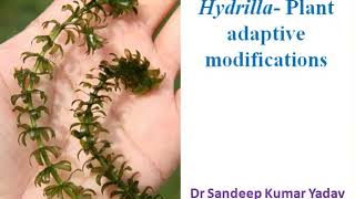 Hydrilla Plant Adaptive Modifications Specimen [upl. by Ecadnac]