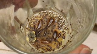 how to get rid of roaches cockroaches fast safe and no chemicals odder [upl. by Colfin]