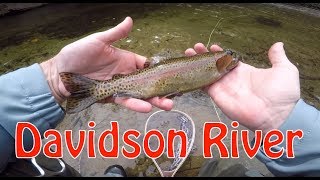 Trying to Outsmart Davidson River Trout [upl. by Dene]