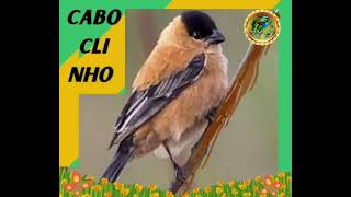 CABOCLINHOAprenda algumas curiosidades sobre esse pássaro incrível🕊️ [upl. by Sterne]