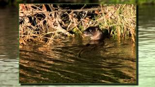 Wildlife of the River Dodder [upl. by Adda]