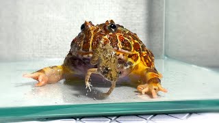 I bought a frog to feed Pacman frog  African bullfrog【LIVE FEEDING】 [upl. by Mavra821]