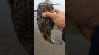 🐡Poisonous but precious  Saved Puffer Fish Life 🥺 [upl. by Airdua]