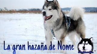 La VERDADERA Historia de la carrera del suero en ALASKA TOGO BALTO SEPPALA ¿Y MALAMUTES 🐕🐺🐾😱 [upl. by Schurman]