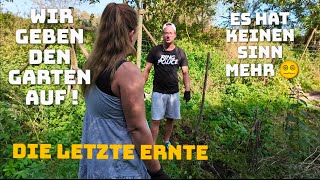 Was für eine schß Kartoffelernte 🤬 Es ist einfach nicht zu glauben [upl. by Nibla740]