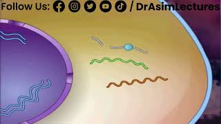 HIV Pathophysiology 23  HIV Life Cycle [upl. by Yelbmik]