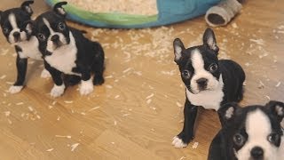 Boston Terrier Puppies  Week 6 [upl. by Shalom420]