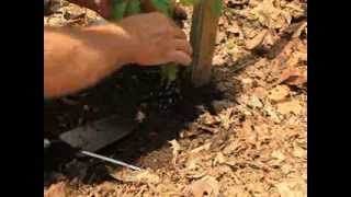 Planting My Grafted Tomato Plants [upl. by Issac256]