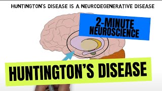 2Minute Neuroscience Huntingtons disease [upl. by Candy]