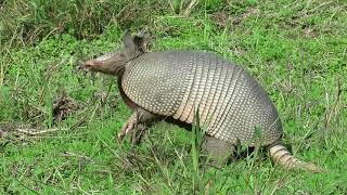 Ninebanded Armadillo [upl. by Newby721]