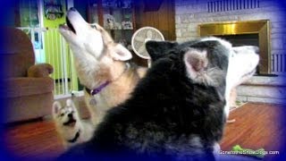 Husky Puppy Howl Can Memphis Howl yet FAN FRIDAY 108 [upl. by Gnuh952]